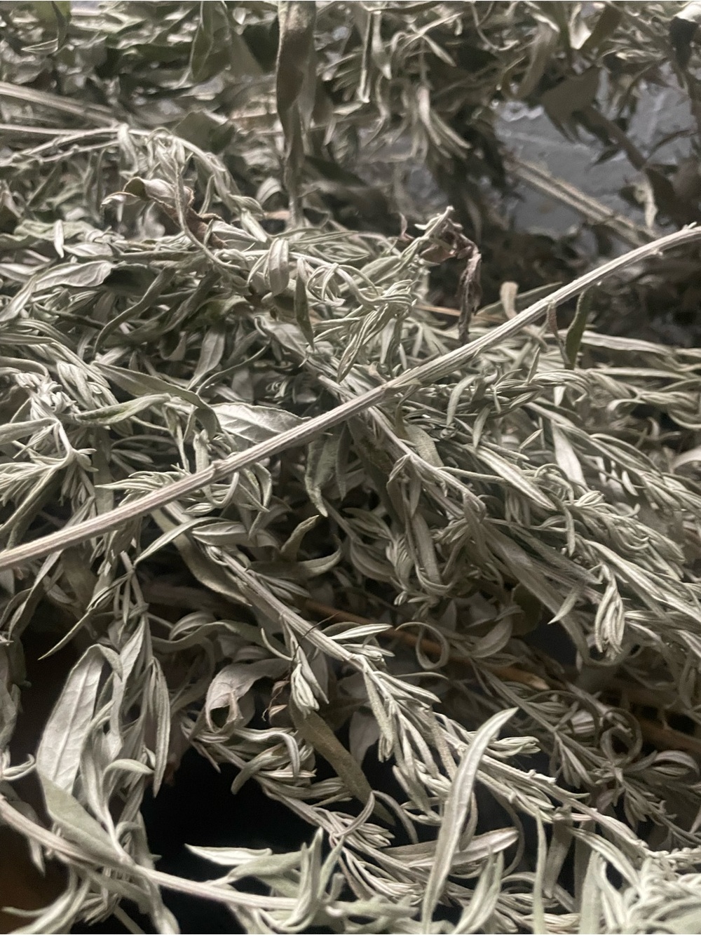 Dried Untreated White Sage - Organic Grown - Natural Gray-Green